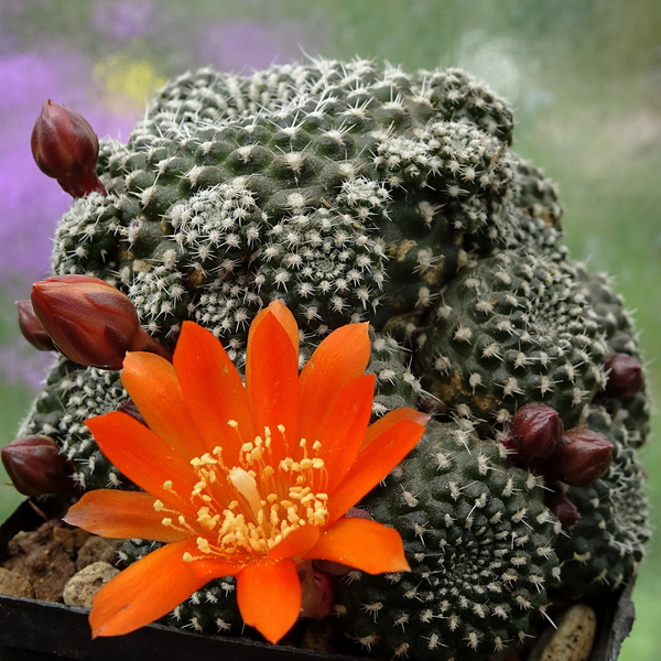 DSC05778Rebutia krainziana v. orange