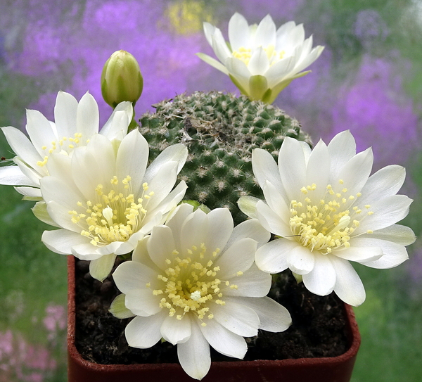 DSC05782Rebutia krainziana v. albiflora