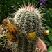 DSC05795Echinocereus chloranthus longispinus