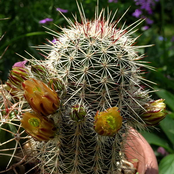 DSC05795Echinocereus chloranthus longispinus