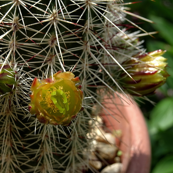 DSC05796Echinocereus chloranthus longispinus