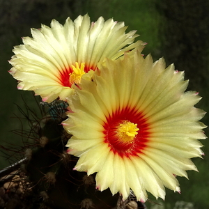 DSC05801Astrophytum capricorne