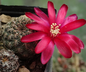 DSC05819Sulcorebutia tarabucoensis