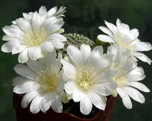 DSC05821Rebutia krainziana v. albiflora