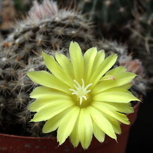 DSC05822 Parodia carapariana