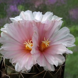 DSC05823 Thelocactus sp. Rio Verde