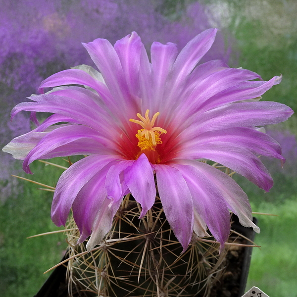 DSC05828Thelocactus bicolor