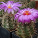 DSC05829Thelocactus bicolor