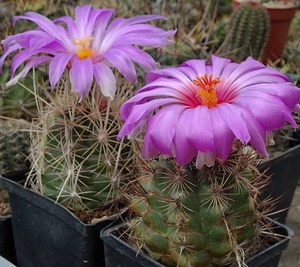 DSC05829Thelocactus bicolor