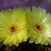 DSC05834Parodia ottonis
