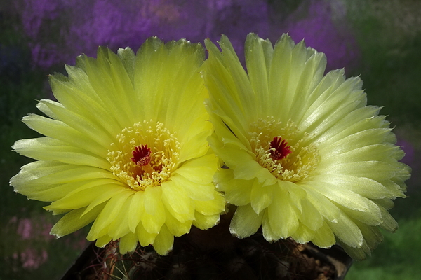 DSC05834Parodia ottonis