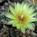 DSC05858Gymnocalycium andreae v. doppianum P 378