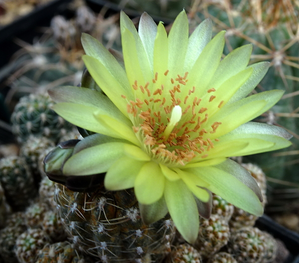 DSC05858Gymnocalycium andreae v. doppianum P 378