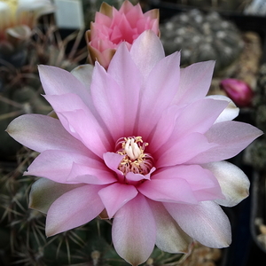 DSC05859Gymnocalycium lepidum