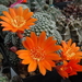 DSC05860Rebutia krainziana v. orange