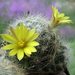 DSC05862Mammillaria baumii