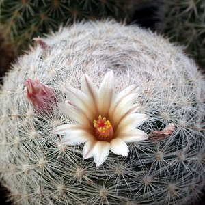 DSC05863Mammillaria candida