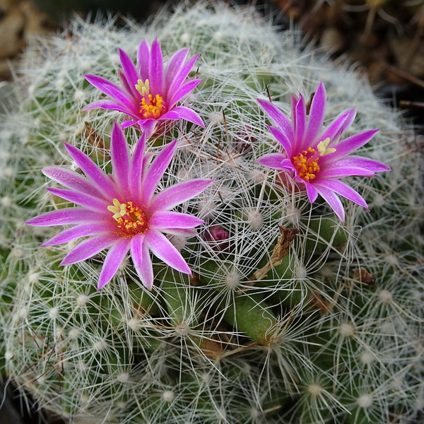 DSC05864Mammillaria kraehenbuehlii