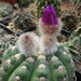 DSC05866Notocactus uebelmannianus