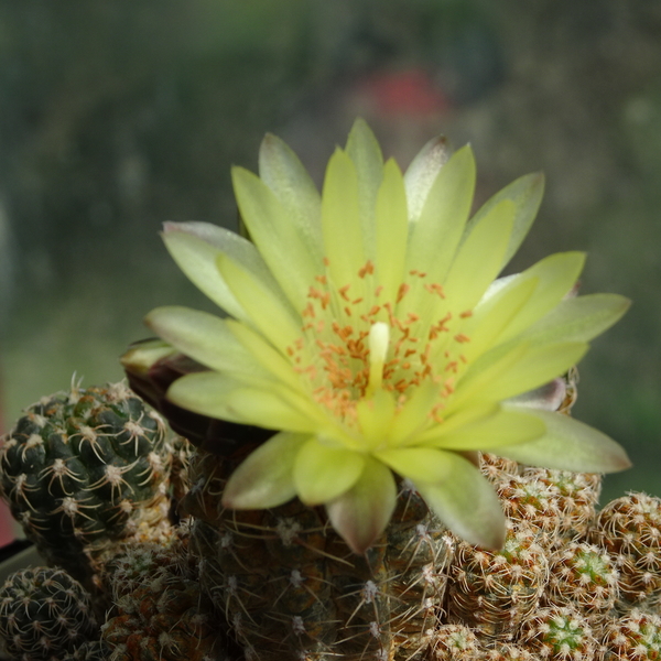 DSC05999Gymnocalycium andreae v. doppianum P 378