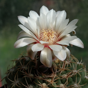 DSC06002Gymnocalycium guanchinense VS 39