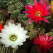 DSC06003Chamaecereus