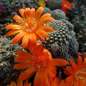 DSC06051Rebutia krainziana v. orange