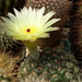 DSC06091Notocactus crassigibus