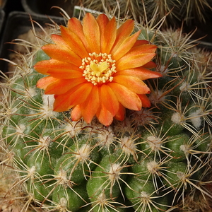 DSC06093Parodia carapariana