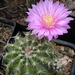 DSC06177Echinocereus pulchellus