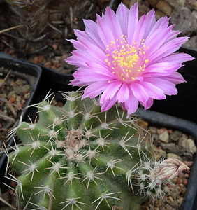 DSC06177Echinocereus pulchellus