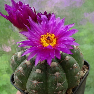 DSC06185Notocactus uebelmannianus