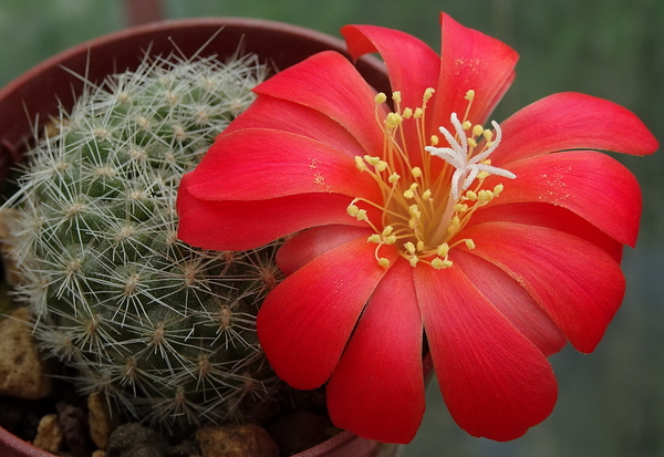 DSC06189Rebutia winteriana