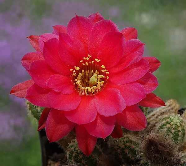 DSC06196Chamaecereus Lincoln Elegance