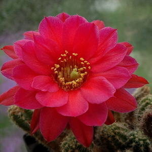 DSC06198Chamaecereus Lincoln Elegance