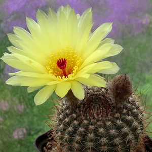 DSC06206Notocactus tabularis