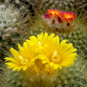 DSC06209Parodia chrysacanthion