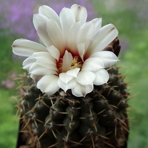 DSC06216Gymnocalycium baldianum v. albiflorum