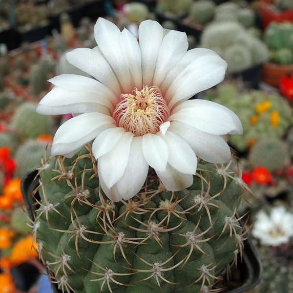 DSC06219Gymnocalycium guanchinense VS 39