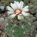 DSC06223Gymnocalycium curvispinum