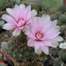 DSC06224Gymnocalycium lepidum