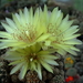 DSC06225Gymnocalycium andreae v. doppianum P 378