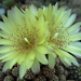 DSC06226Gymnocalycium andreae v. doppianum P 378