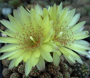 DSC06226Gymnocalycium andreae v. doppianum P 378