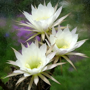 DSC06300Echinopsis ancistrophora