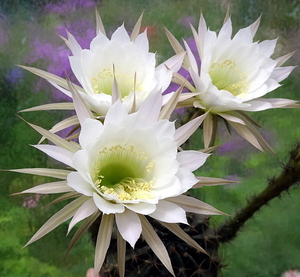 DSC06301Echinopsis ancistrophora