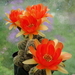 DSC06305Chamaelobivia pomarańczowa duzy kwiat