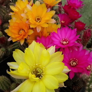 DSC06306Chamaecereus