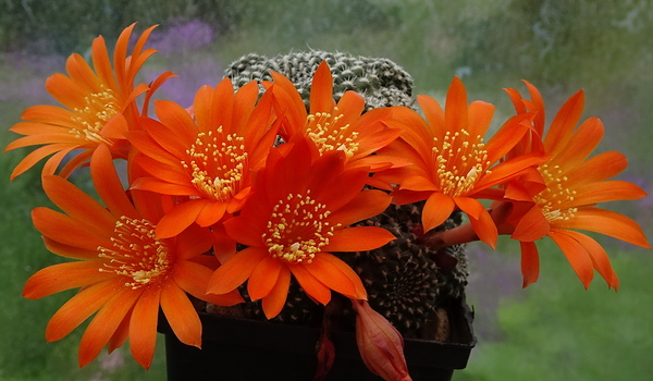 DSC06307Rebutia krainziana v. orange