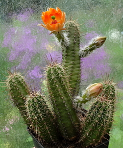 DSC06330Echinocereus salm-dyckianus